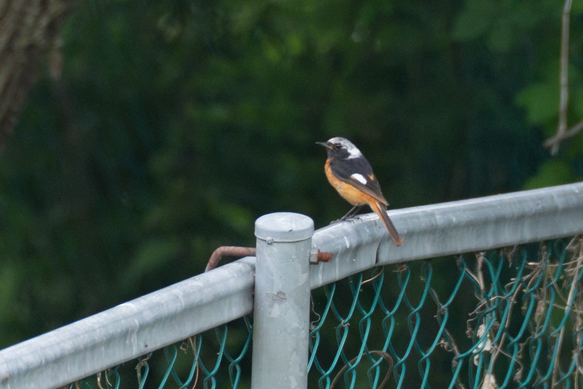 Daurian Redstart - Fran Kim