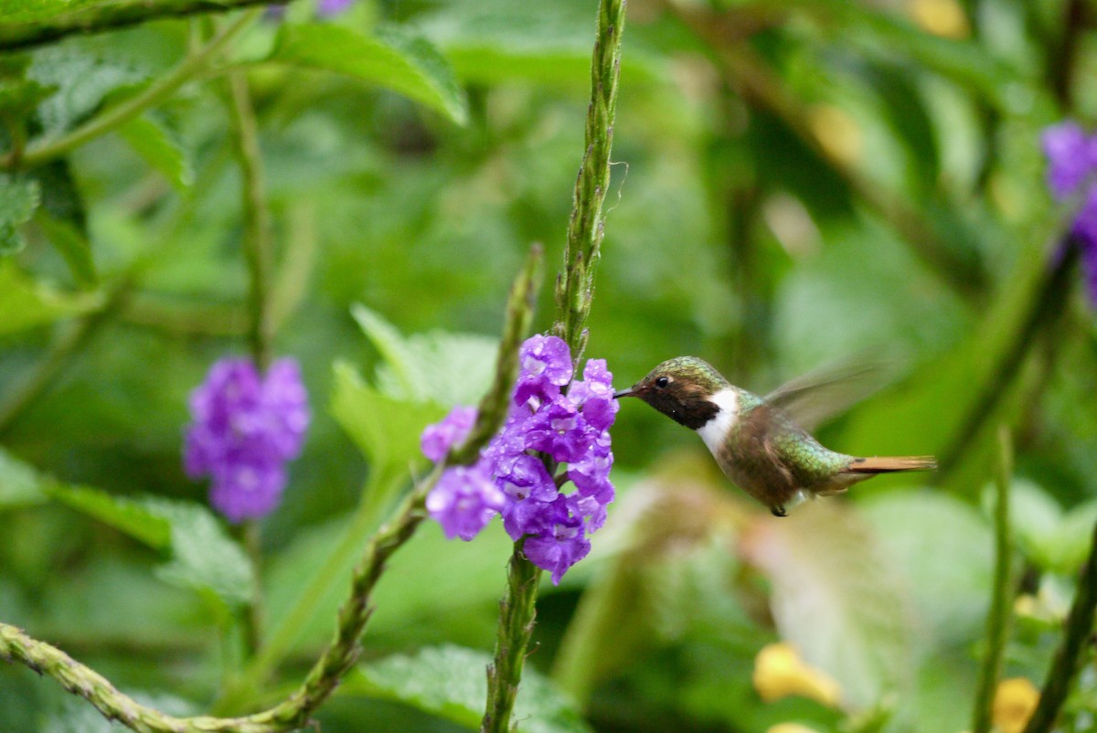 Scintillant Hummingbird - Brenda Sánchez