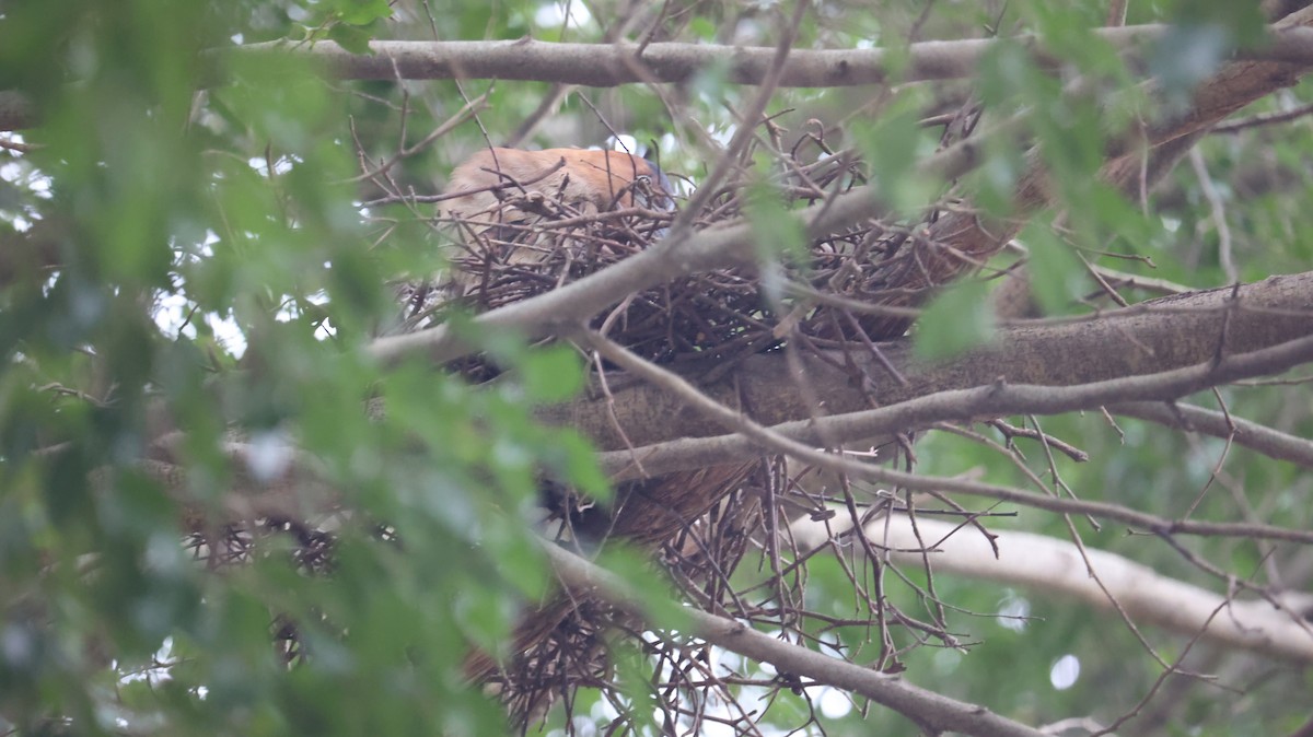 Malayan Night Heron - Chengheng Hu