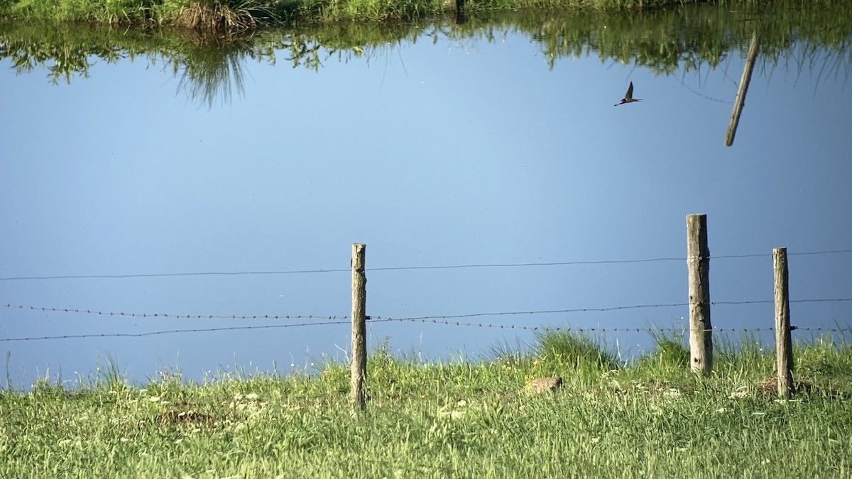 Barn Swallow - André BERNARD