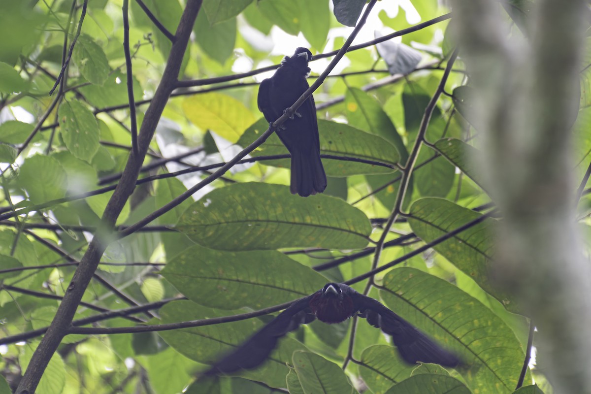 Purple-throated Fruitcrow - George Roussey