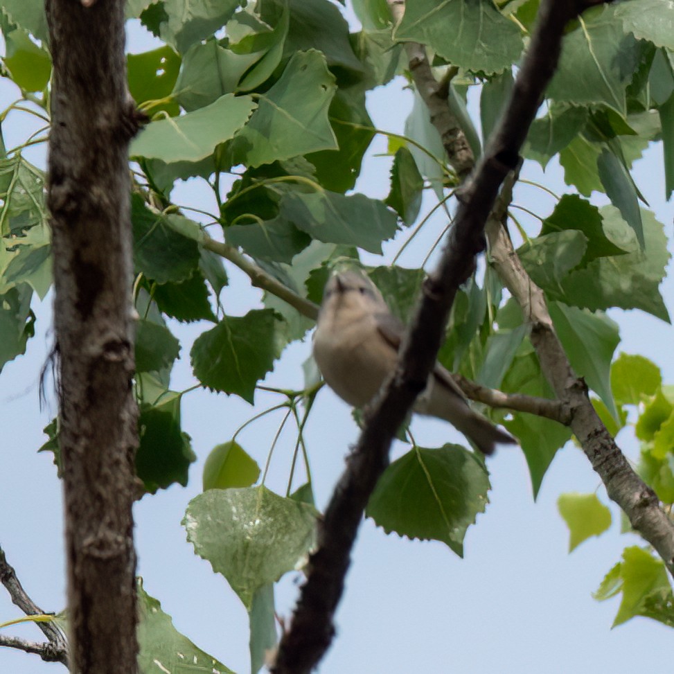 Lucy's Warbler - Anonymous