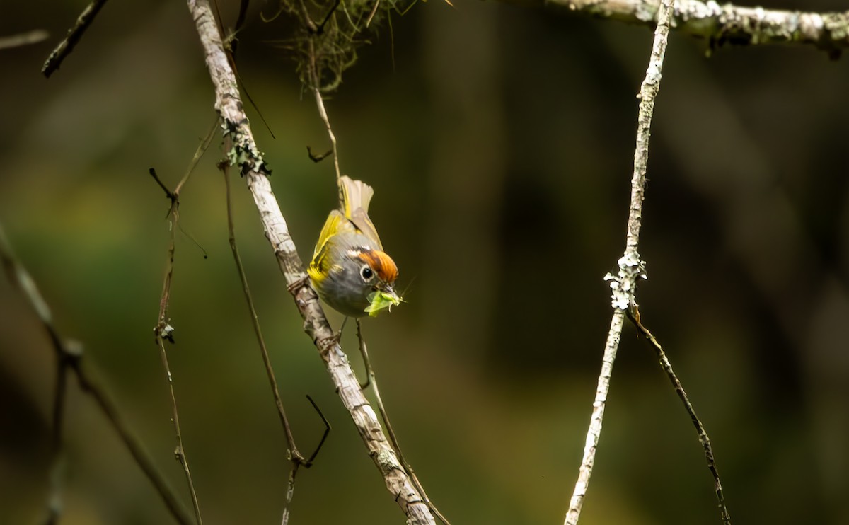 Chestnut-crowned Warbler - Kanno Tage