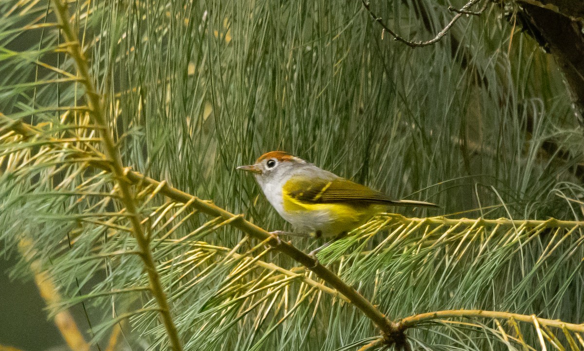 Chestnut-crowned Warbler - ML619563652