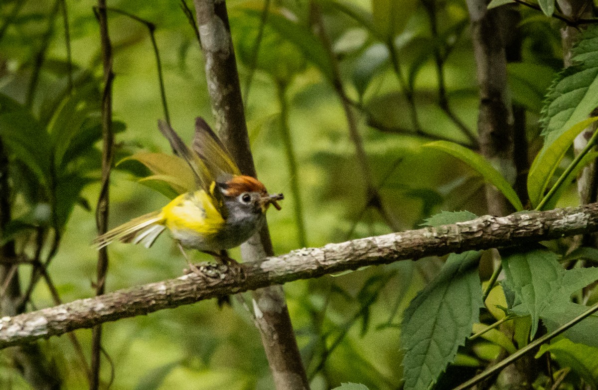 Chestnut-crowned Warbler - Kanno Tage