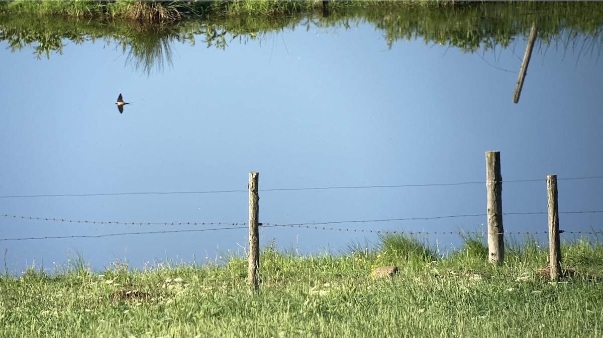 Barn Swallow - André BERNARD