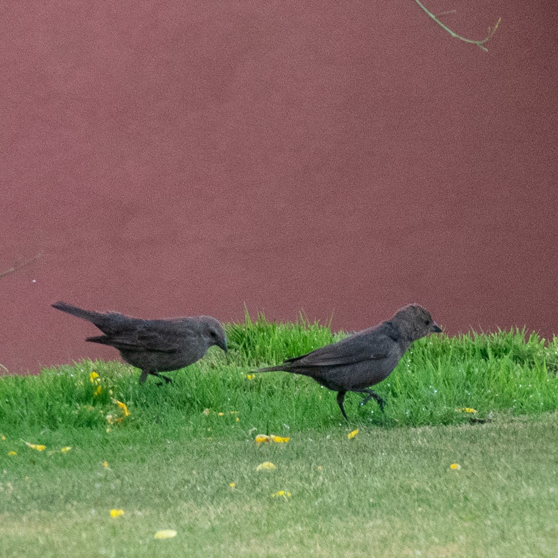 Brown-headed Cowbird - Anonymous