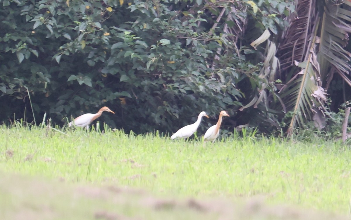 Eastern Cattle Egret - Chengheng Hu