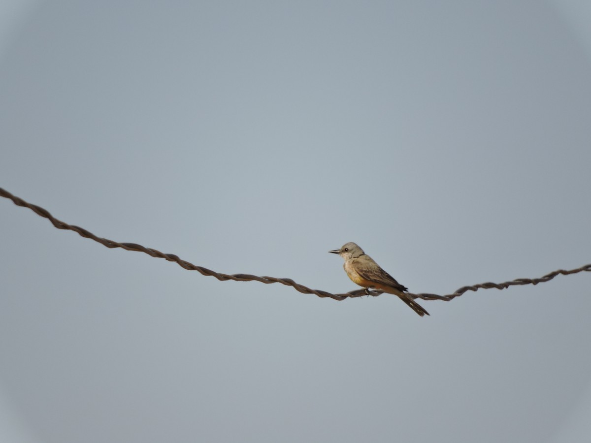 Tropical Kingbird - Francisco J. Muñoz Nolasco