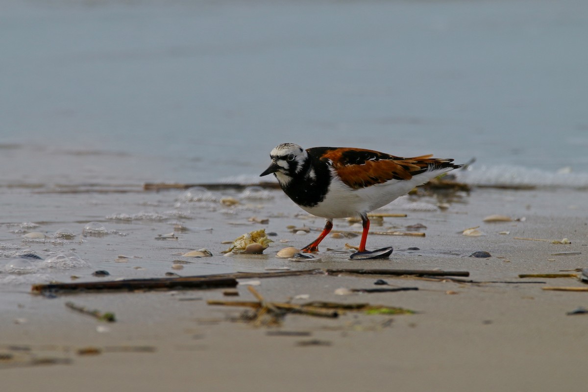 Ruddy Turnstone - Devin Griffiths