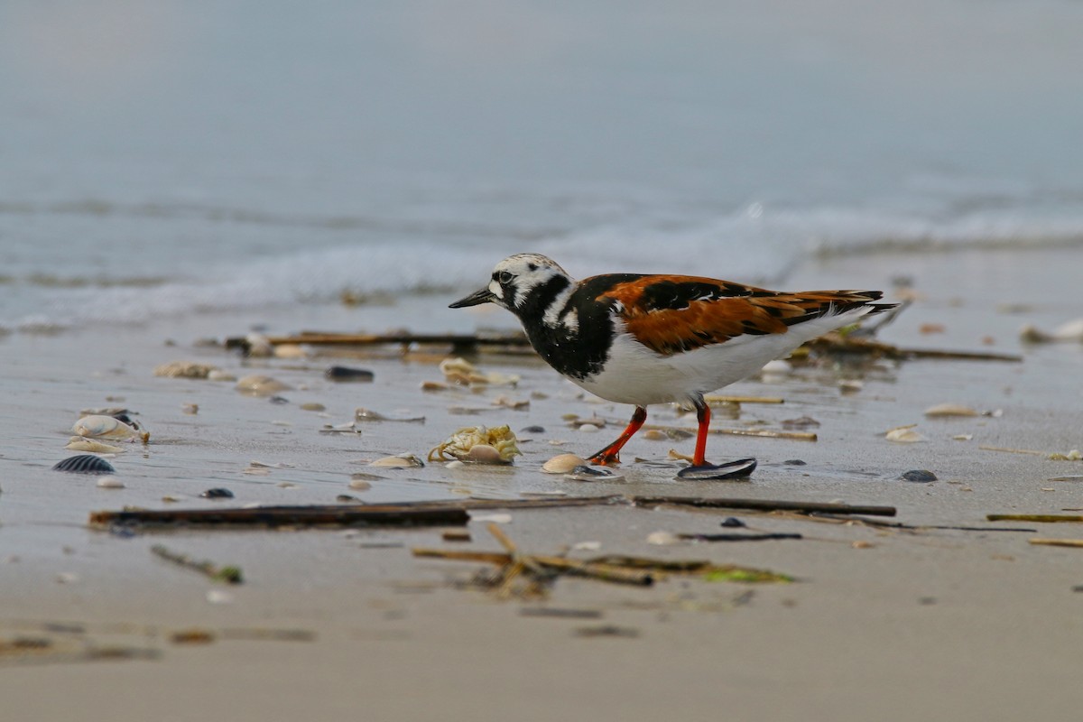 Ruddy Turnstone - Devin Griffiths