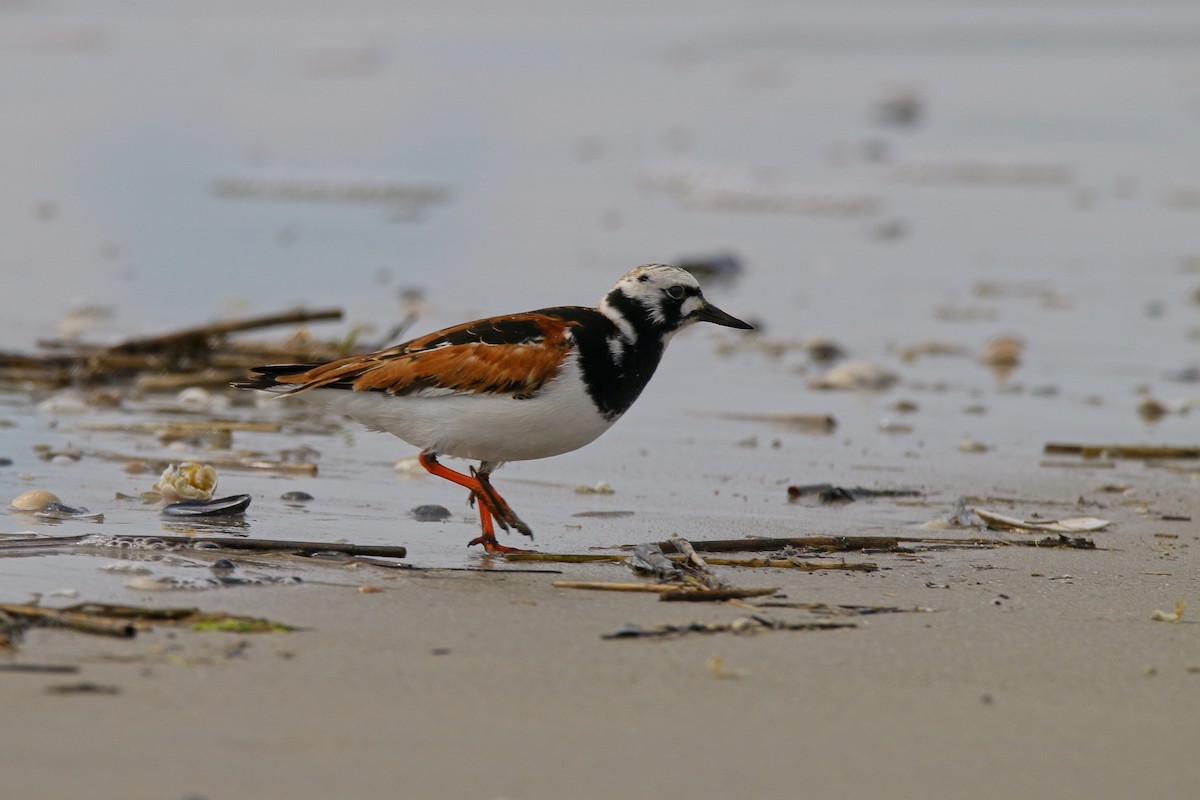 Ruddy Turnstone - Devin Griffiths