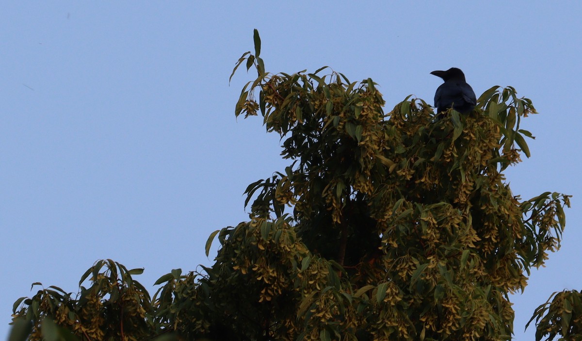 crow/raven sp. - Jeevan Khulbe