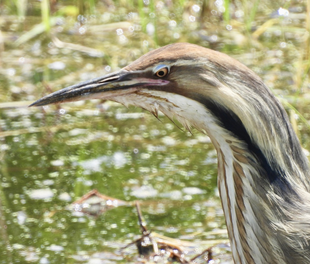 American Bittern - Richard Wakelam