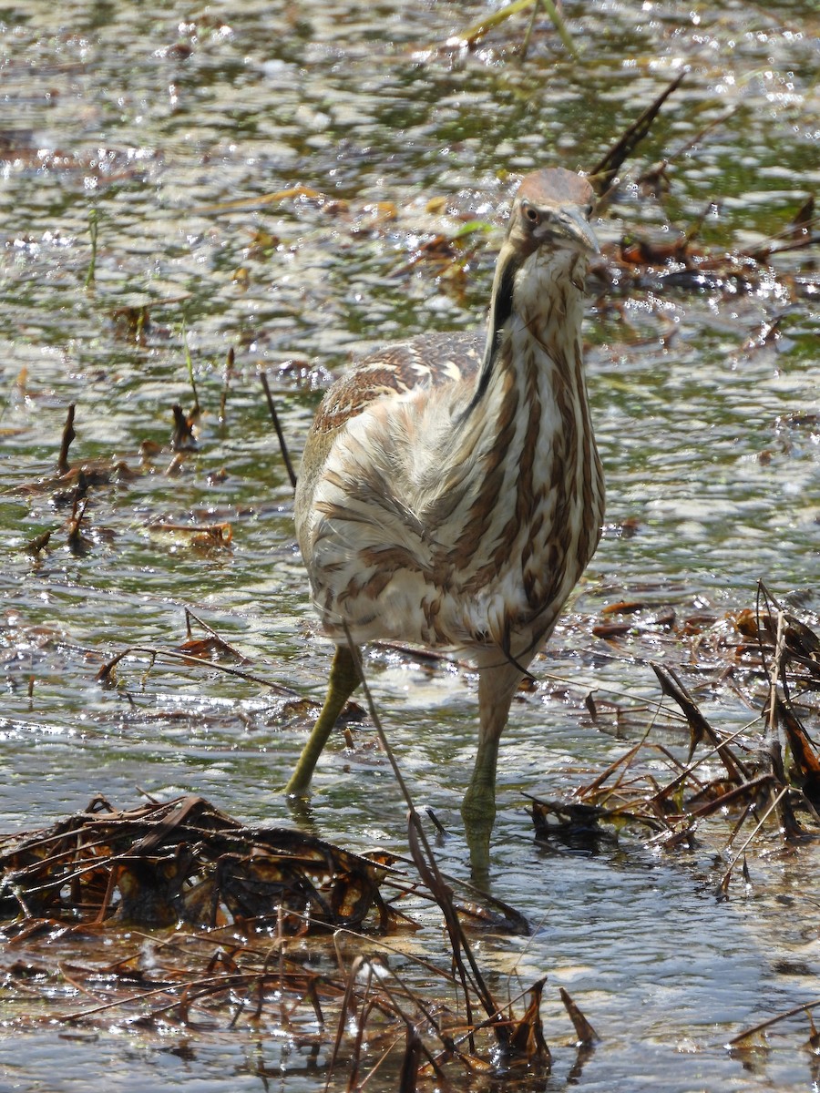 American Bittern - Richard Wakelam