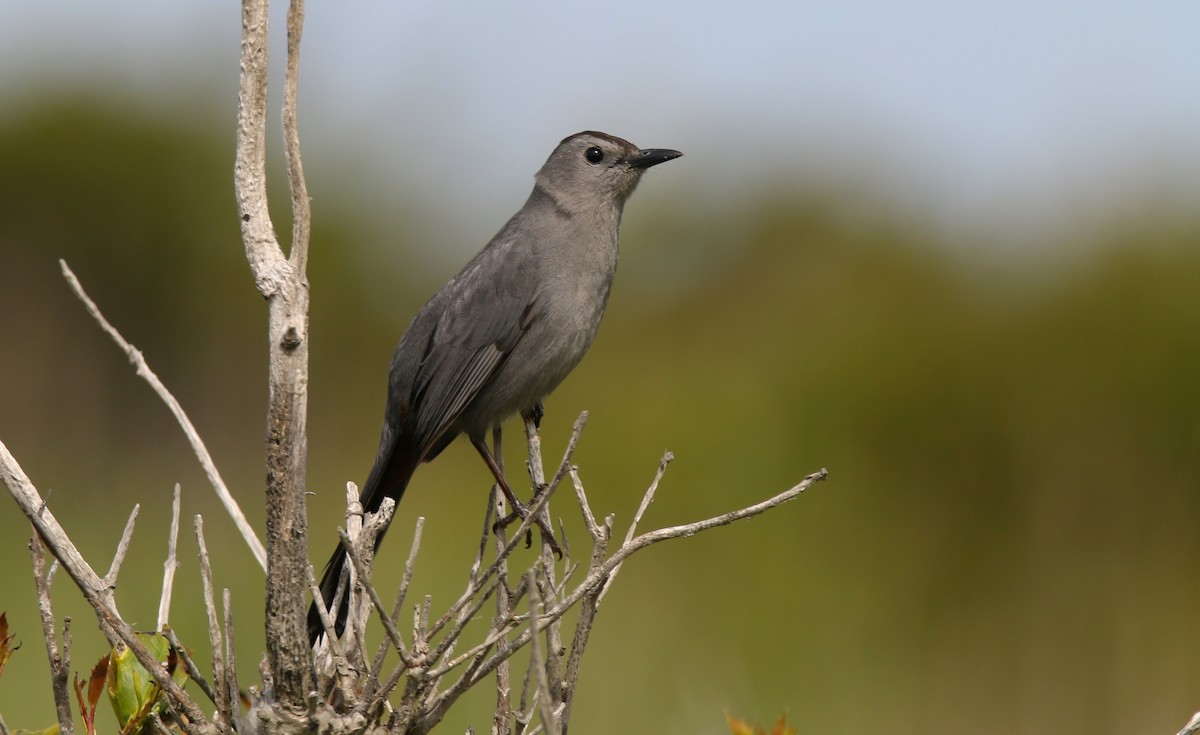 Gray Catbird - Devin Griffiths