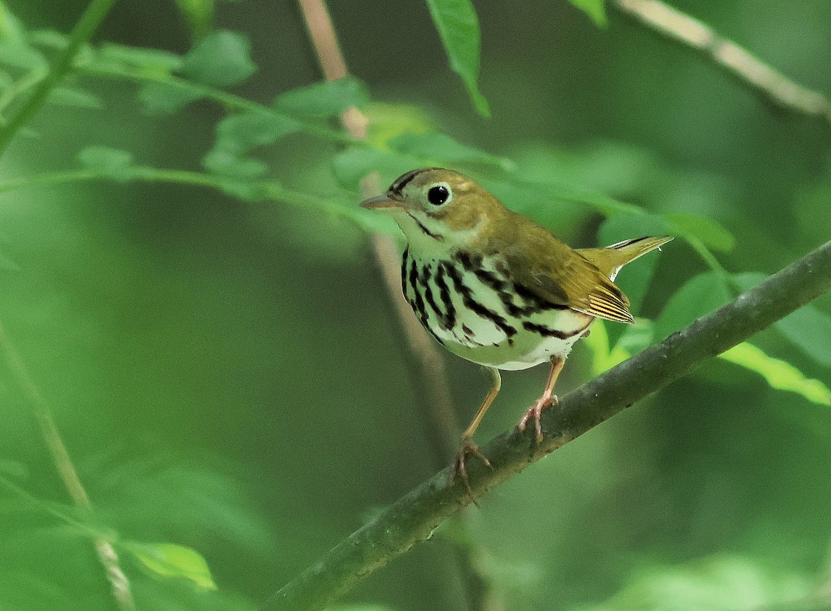 Ovenbird - Denise Dykema