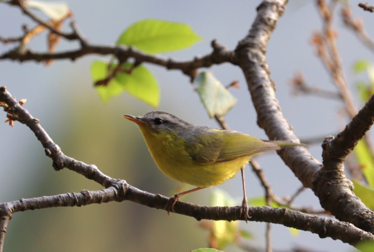 Gray-hooded Warbler - Jeevan Khulbe