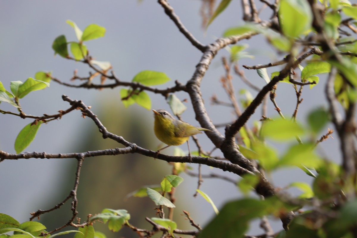 Gray-hooded Warbler - Jeevan Khulbe