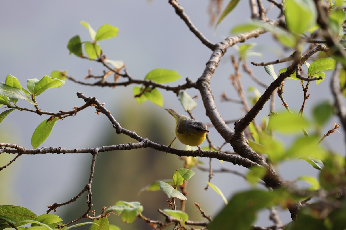 Gray-hooded Warbler - Jeevan Khulbe