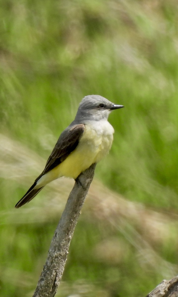 Western Kingbird - Richard Wakelam