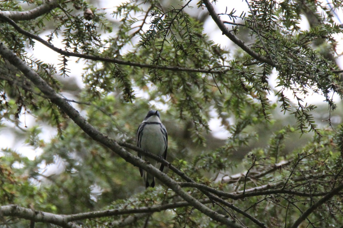 Cerulean Warbler - Lily Morello