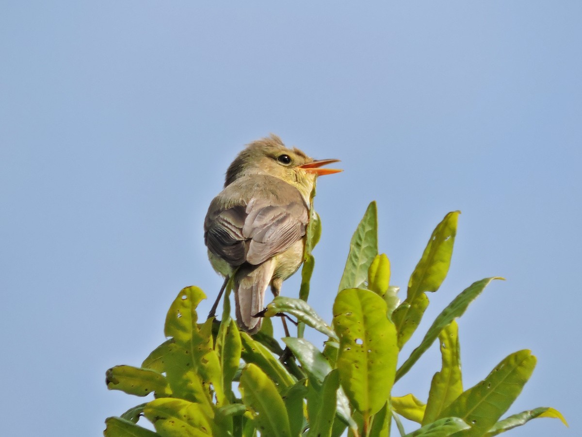 Melodious Warbler - Jorge Rodal