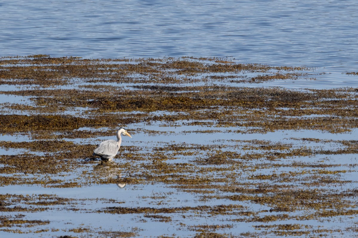 Gray Heron - Carol Holmes