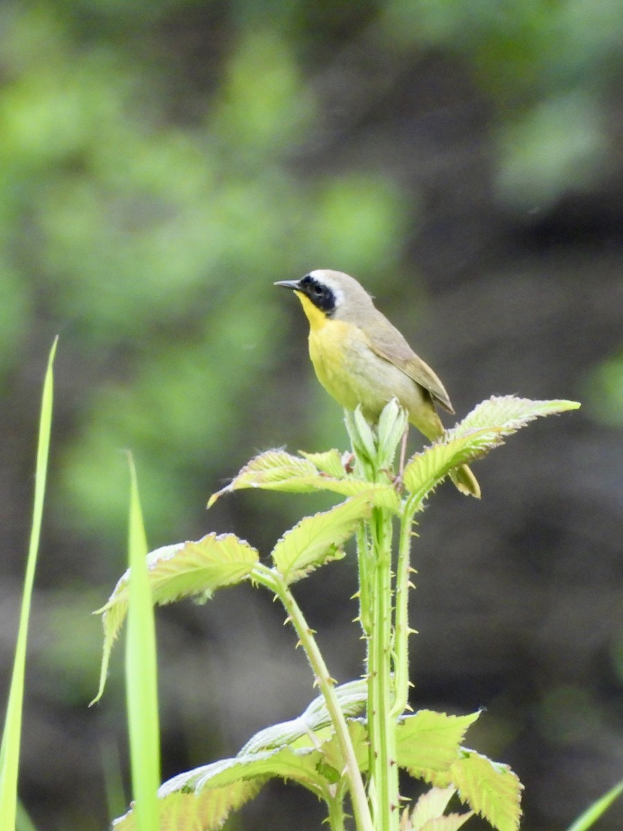 Common Yellowthroat - Richard Wakelam