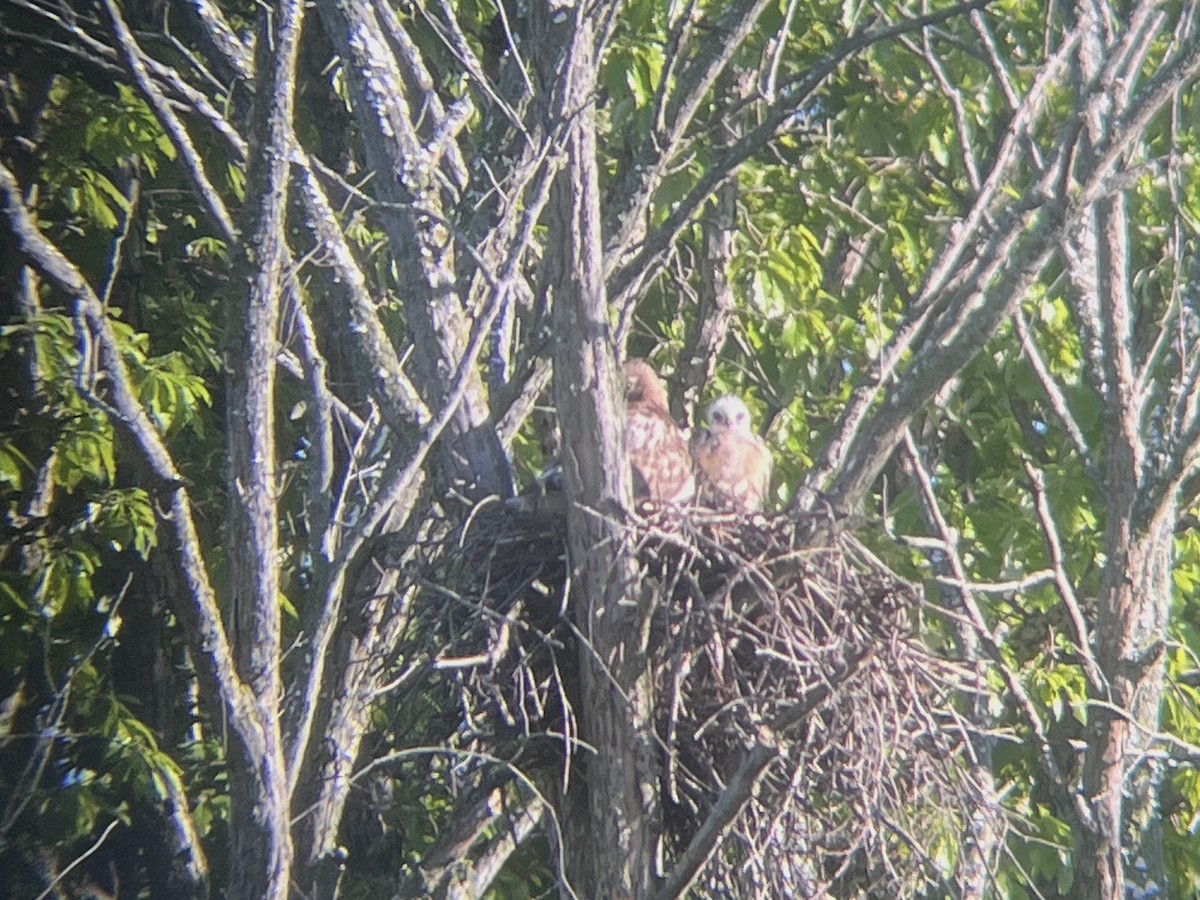 Red-tailed Hawk - Brad Bumgardner