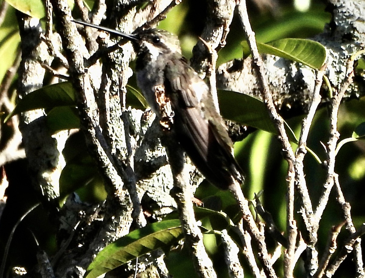 Long-billed Starthroat - Susan Thome-Barrett