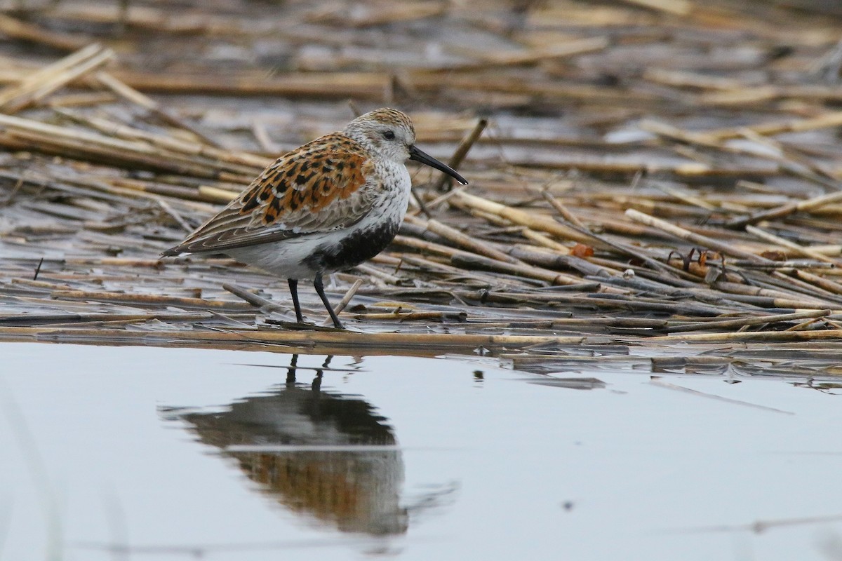 Dunlin - ML619563721