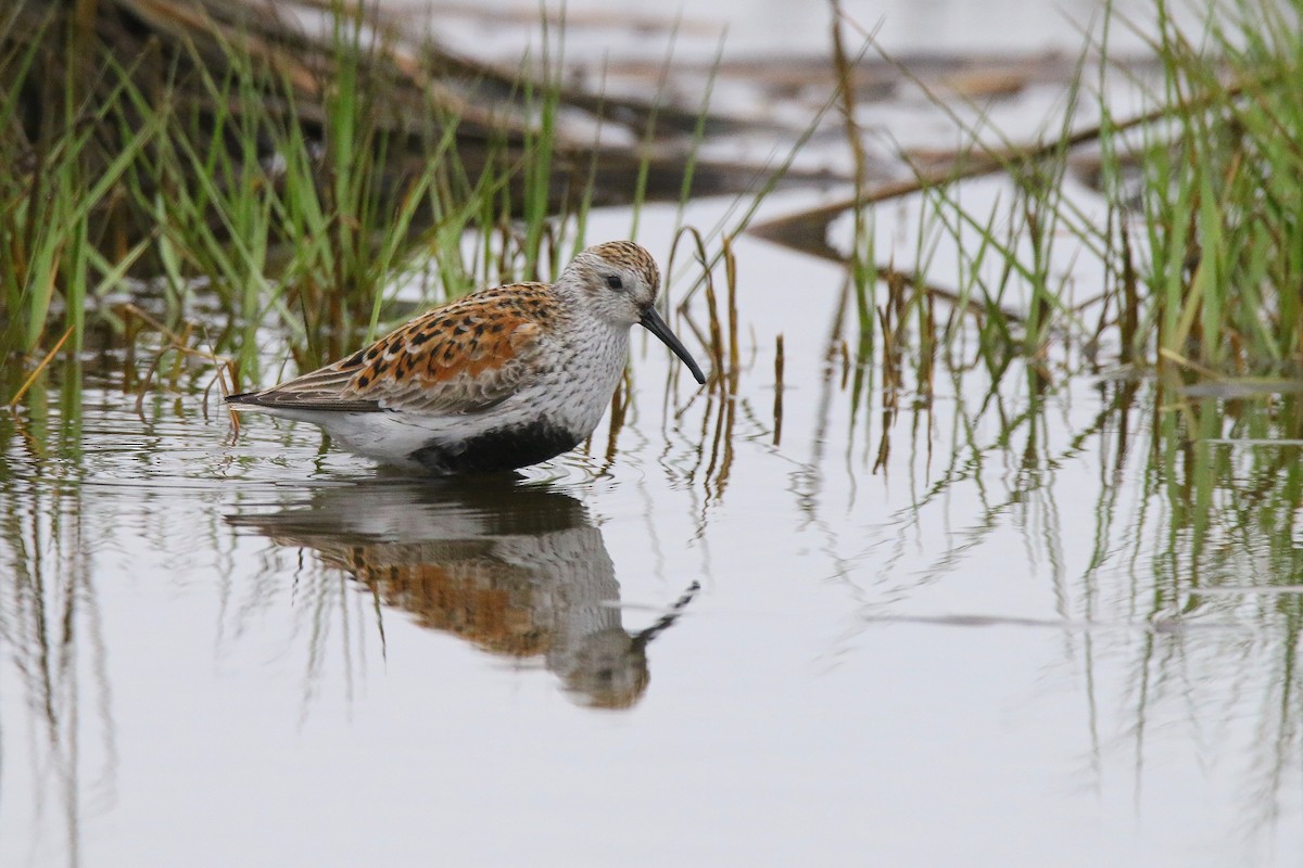 Dunlin - ML619563723