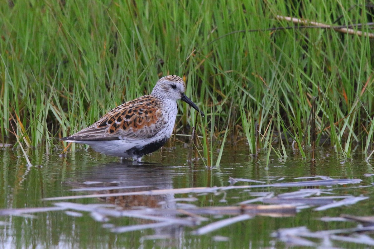 Dunlin - Devin Griffiths