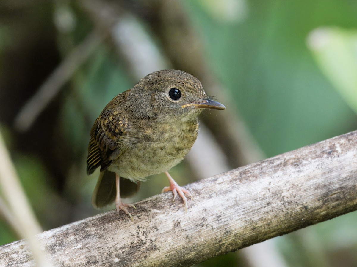 Fulvous-chested Jungle Flycatcher - Evelyn Lee