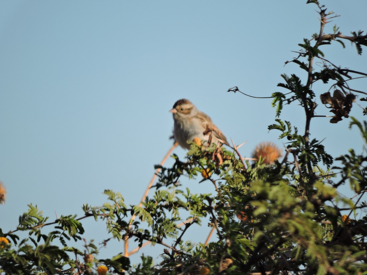 Clay-colored Sparrow - Francisco J. Muñoz Nolasco