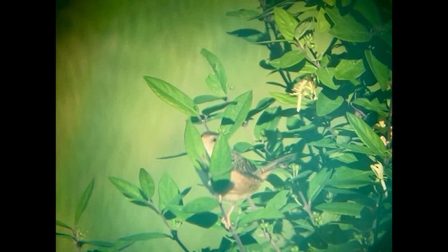 Sedge Wren - ML619563732