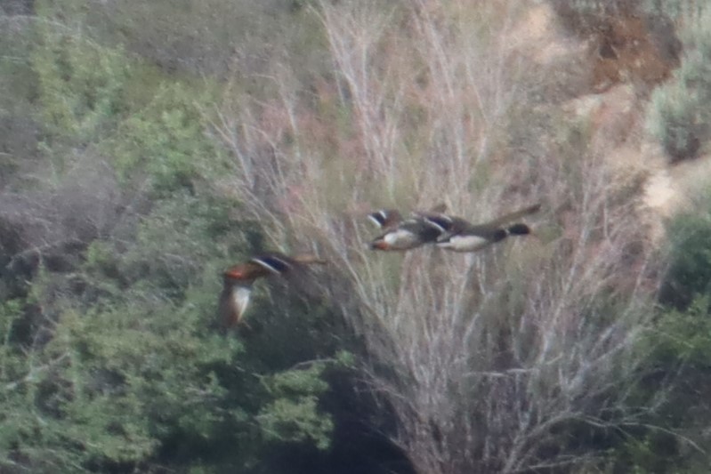 Mexican Duck - Kathy Mihm Dunning