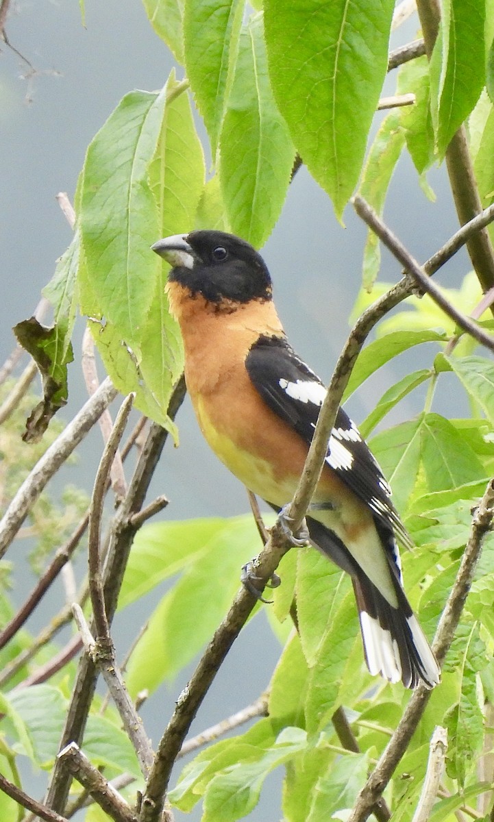 Black-headed Grosbeak - Richard Wakelam