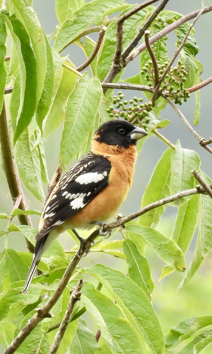 Black-headed Grosbeak - Richard Wakelam