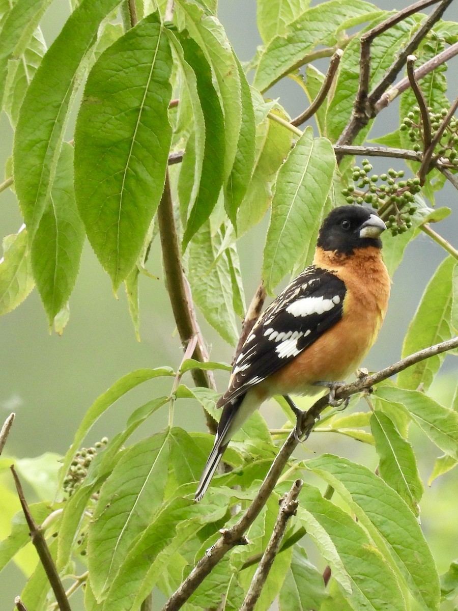 Black-headed Grosbeak - Richard Wakelam