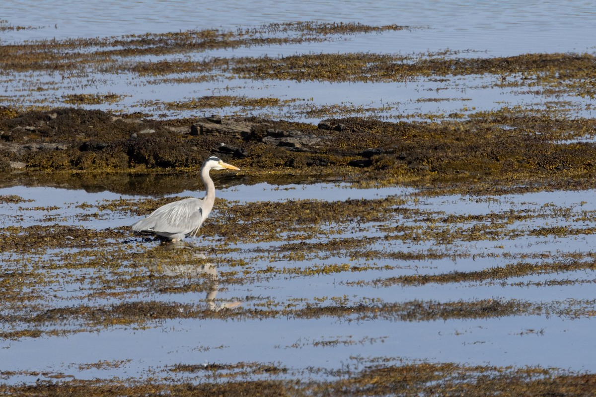 Gray Heron - Carol Holmes