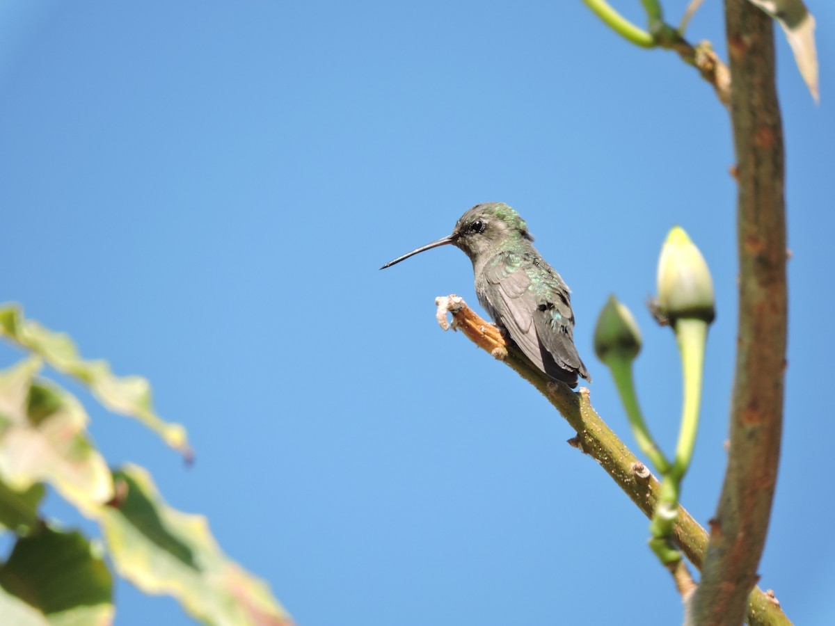 Broad-billed Hummingbird - Francisco J. Muñoz Nolasco