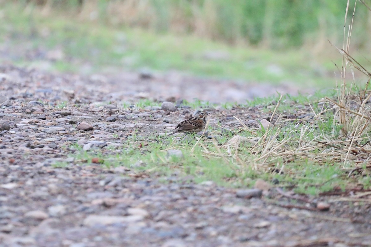 Chestnut-eared Bunting - Starlit Chen