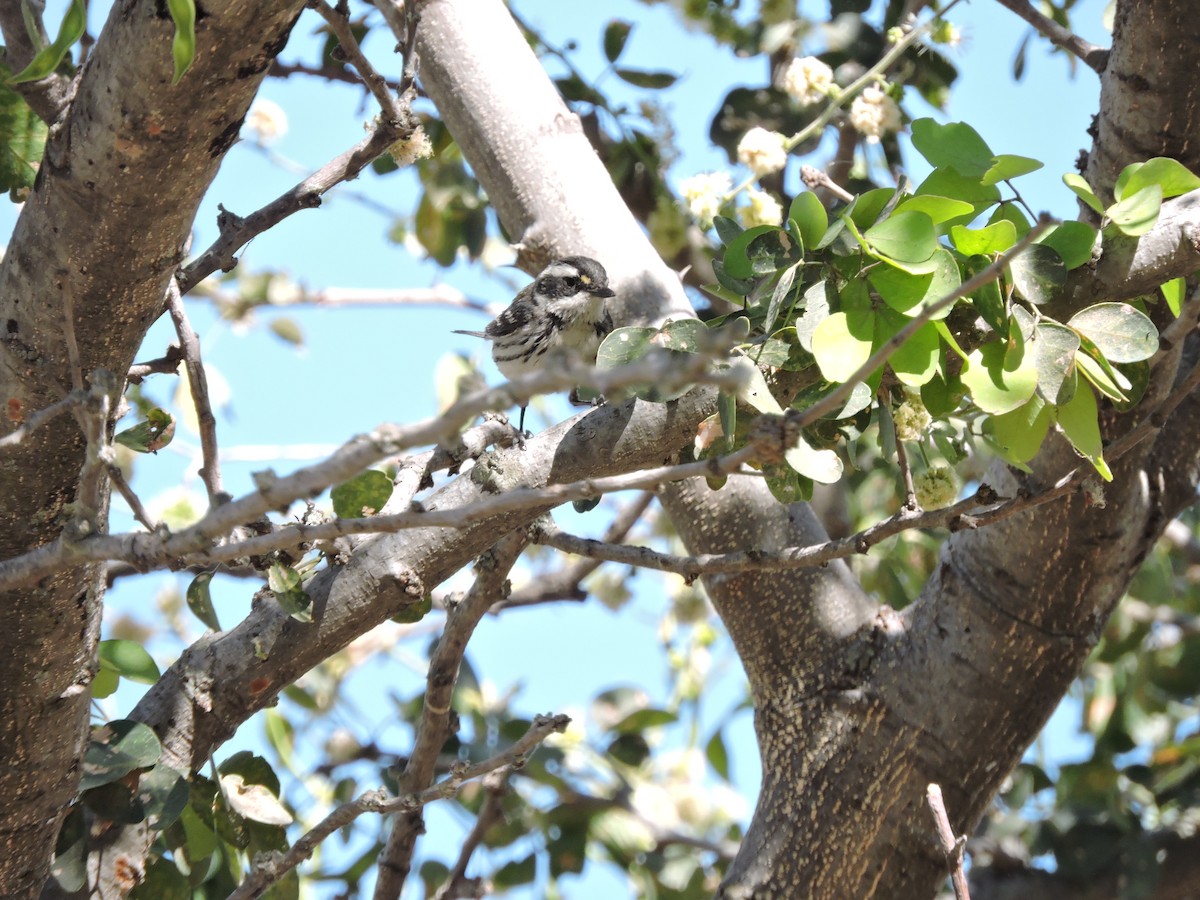 Black-throated Gray Warbler - Francisco J. Muñoz Nolasco