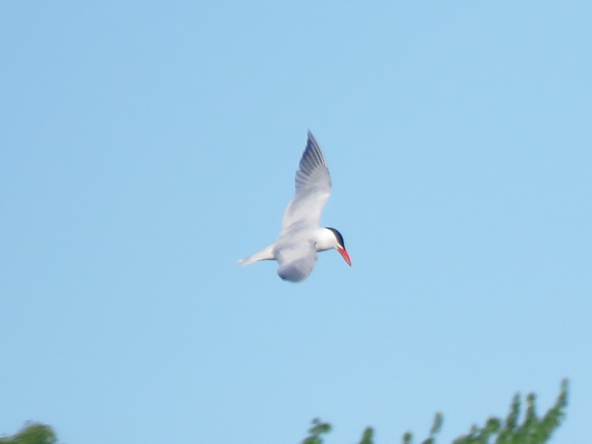 Caspian Tern - ML619563759