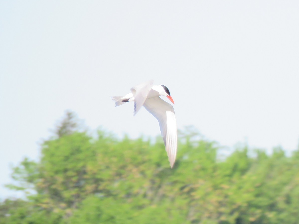 Caspian Tern - Jim Mead