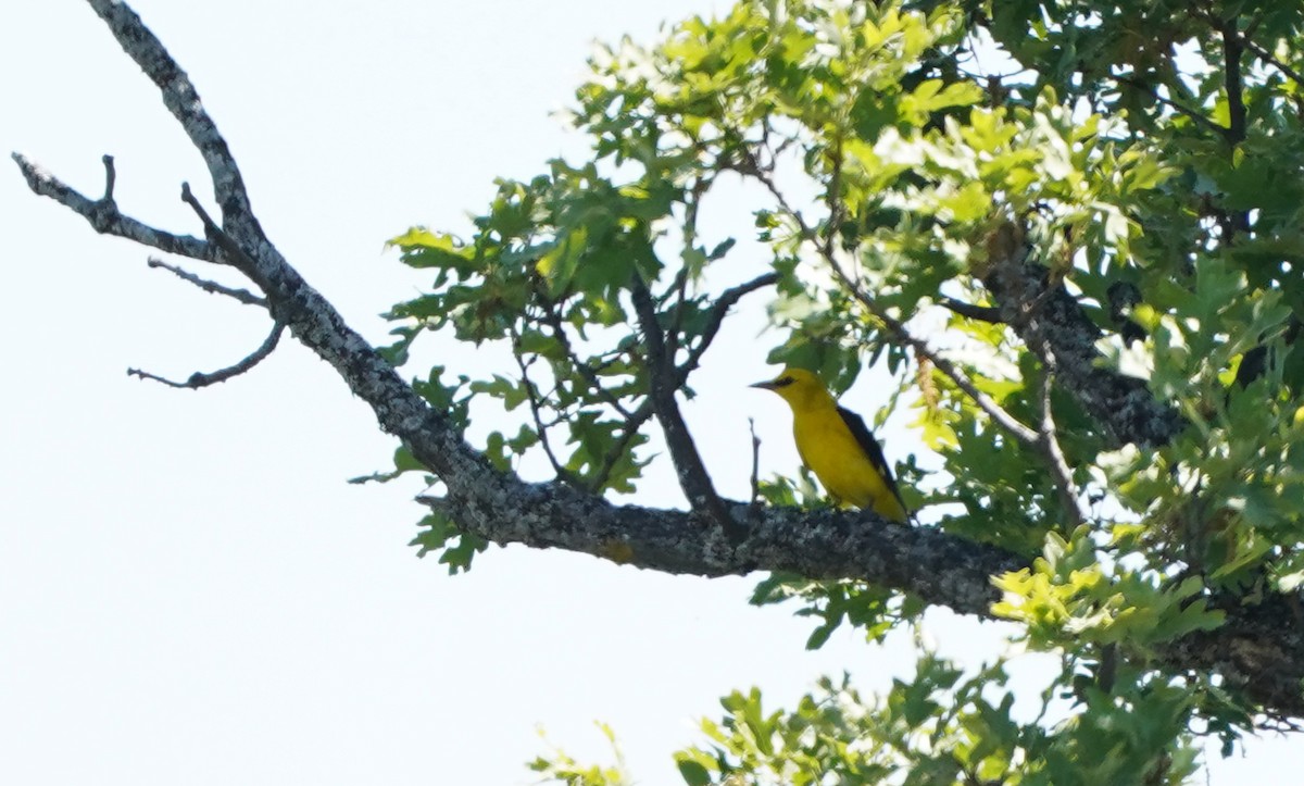 Eurasian Golden Oriole - José Eduardo Mateos Moreno