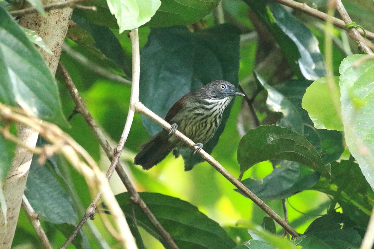 Bold-striped Tit-Babbler (Bold-striped) - Neil Osborne