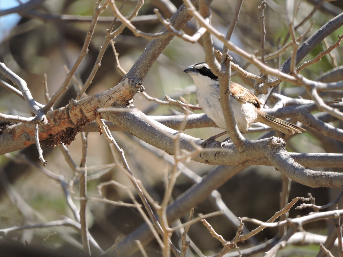 Stripe-headed Sparrow - ML619563771